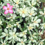 Адениум MARBLE вар