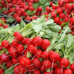 Эскала F1 семена редиса (Enza Zaden / Энза Заден)