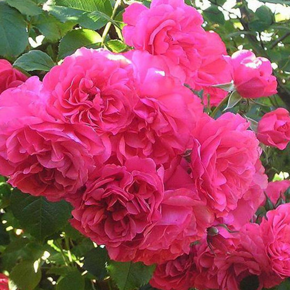 Роза плетистая Роуз Гарден – купить за 280 руб.