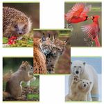 Тетрадь А5, 48 л., HATBER-ECO, скоба, офсет №2 ЭКОНОМ, клетка, обложка картон, "Авто", 48Т5D1