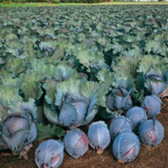 РОКСИ F1 семена капусты краснокочанной (Seminis | Alexagro) – фото 2