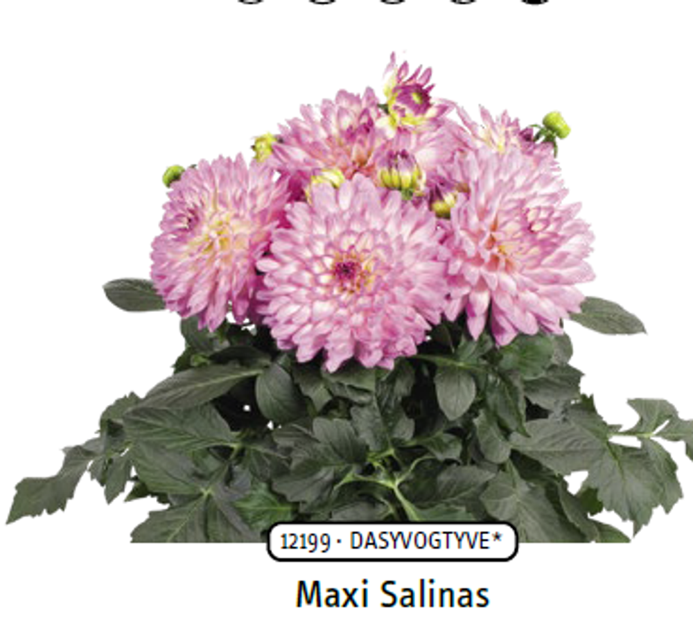 ЕВРО Георгина Dalaya Maxi Salinas укорененный черенок ОКС февраль 26 Selecta