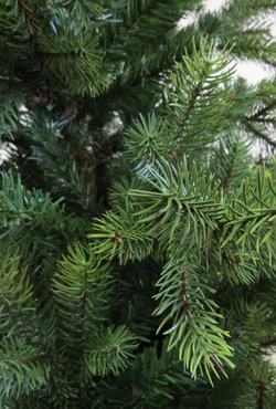 Сосна 260 см Black Box Датская Голландия ветви