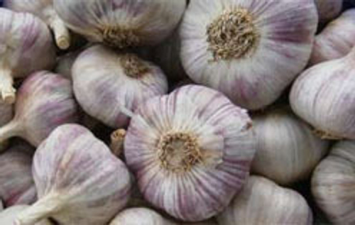 Чеснок озимый Люся (название условное)