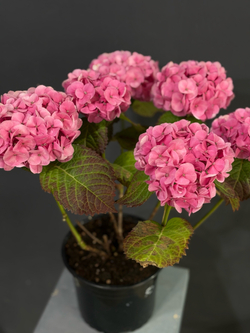 Гортензия в горшке