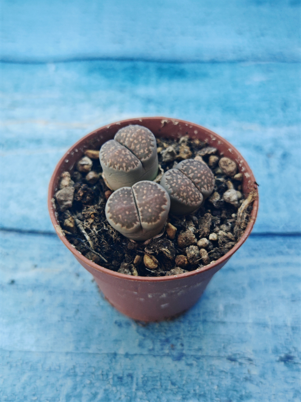 Lithops sp. (Литопсы)