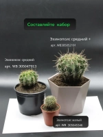 Кактус живой эхинопсис средний D 5-8 см.