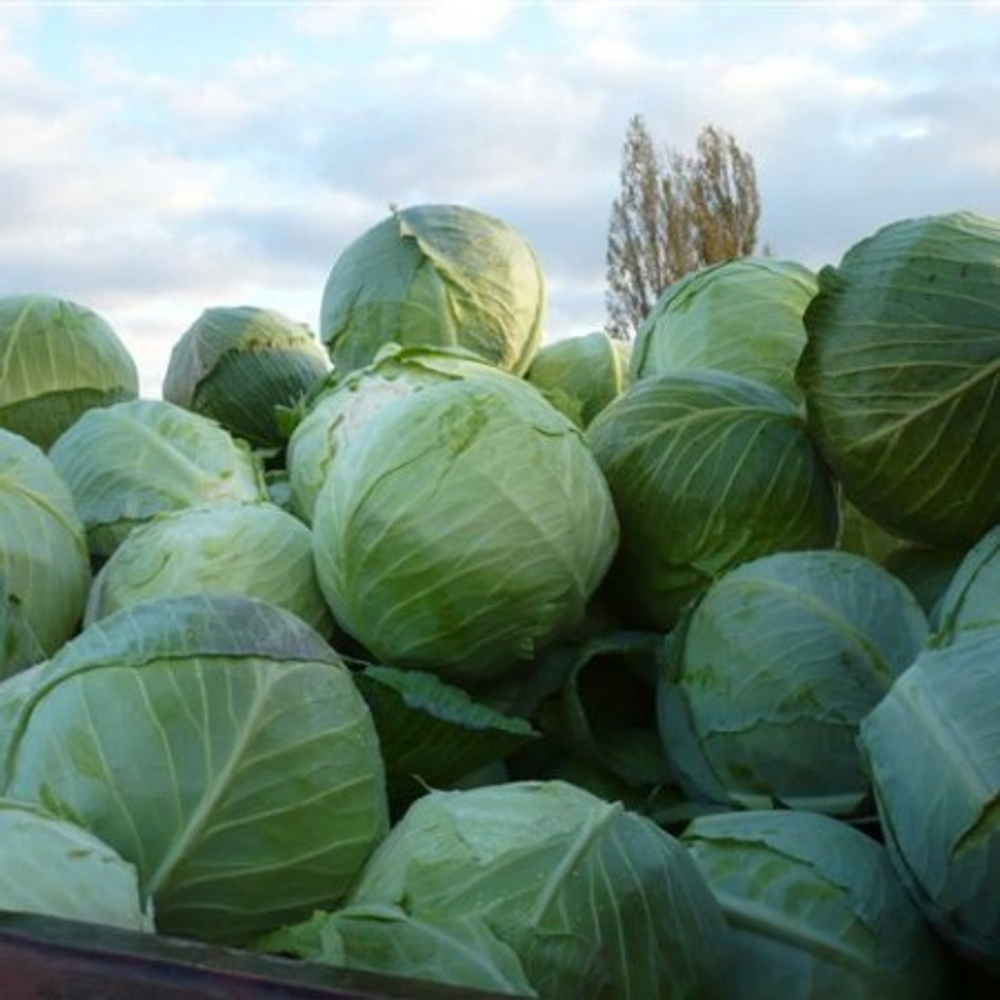 Сельма F1 семена капусты белокочанной (Rijk Zwaan / Райк Цваан)