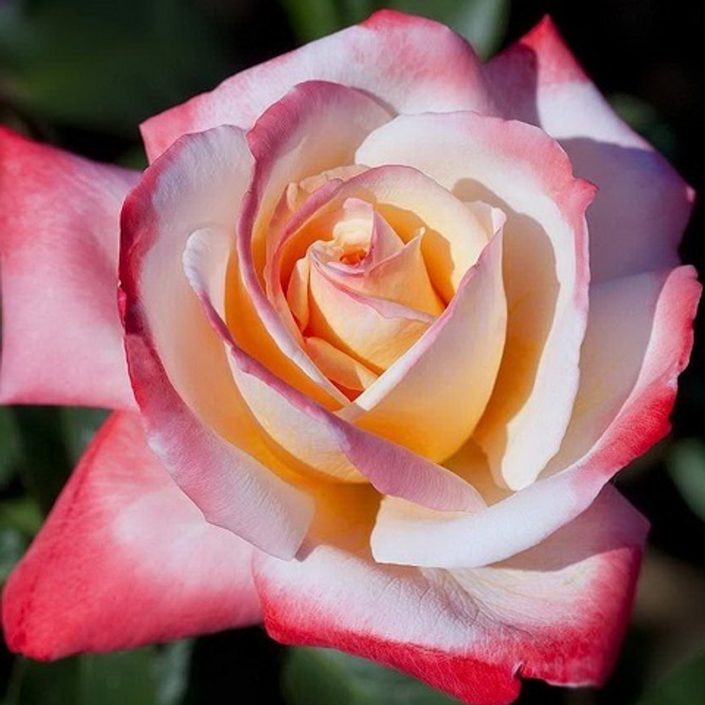 Роза чайно-гибридная Laetitia Casta