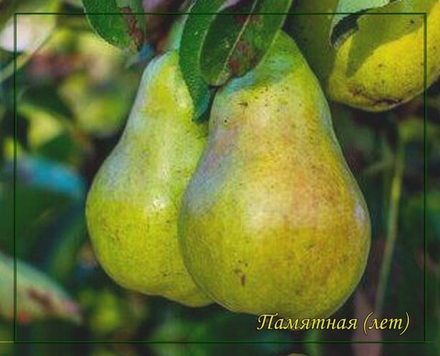 Груша Памятная