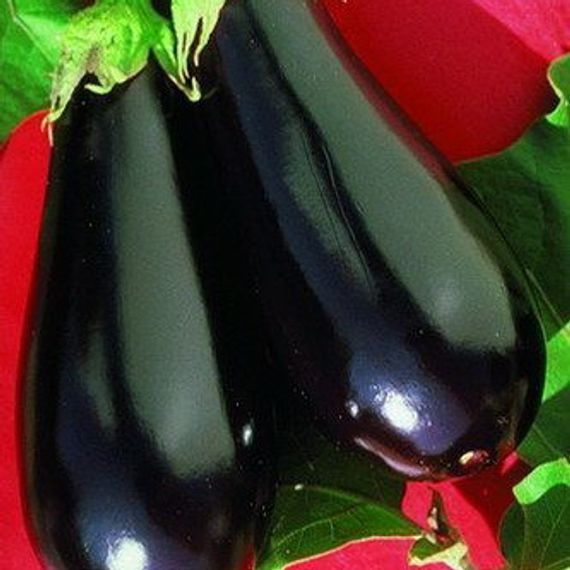 Эпик F1 семена баклажана (Seminis / ALEXAGRO) цена