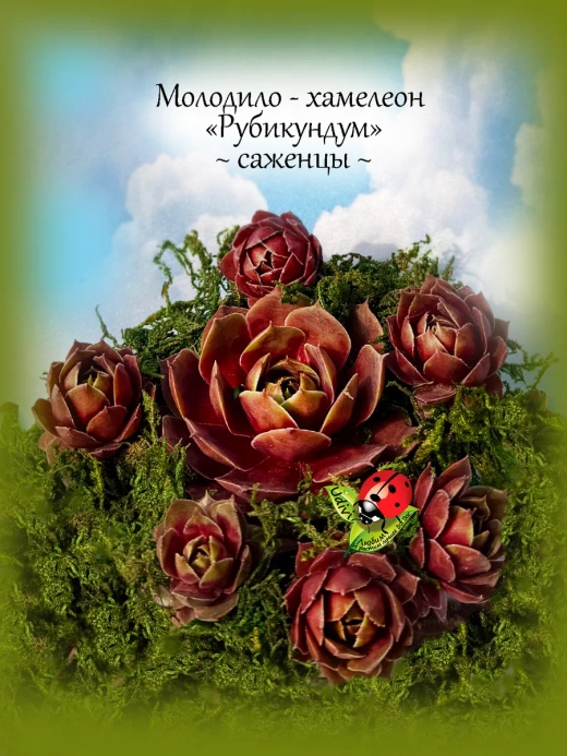 Молодило Хамелеон Рубикундум