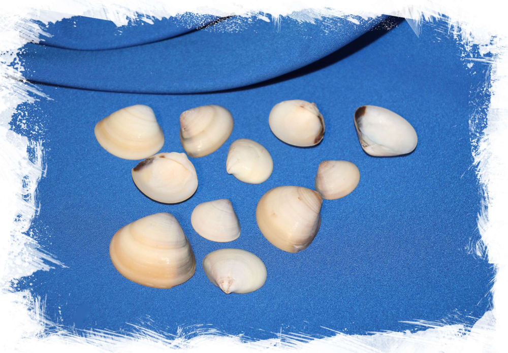 Ракушки для картин и мозаики Венерулис индийский. Купить