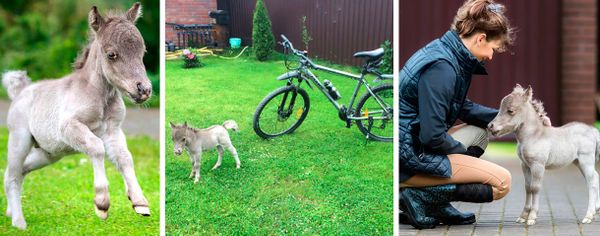 У пони, за которым не ухаживали 10 лет, копыта превратились в рога У пони, за которым не ухаживали 10 лет, копыта превратились в рога