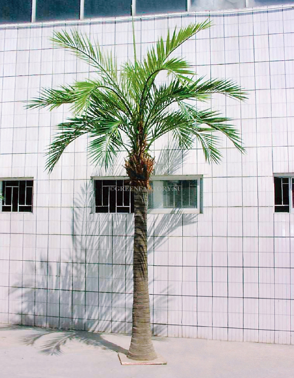 Финиковая пальма Гигантская