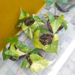 Антуриум PTERODACTYL VAR