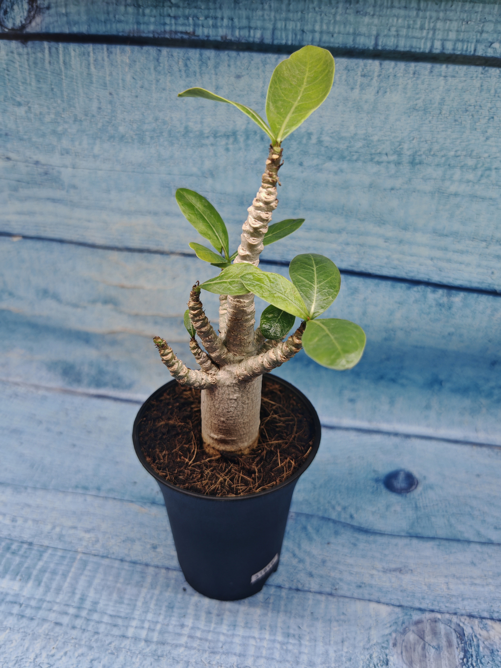 Adenium Baobab (Адениум)