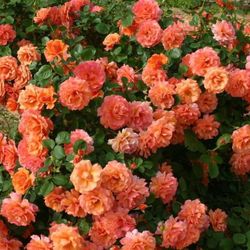 Вестерленд (Westerland)