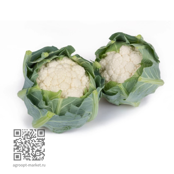 Йонссон_F1_семена_капусты_цветной_Rijk_Zwaan_культура – фото 2