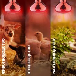 Инфракрасная лампа ЭРА ИКЗК 230-150 R127 кратность 1 шт Е27 / E27 для обогрева животных и освещения 150 Вт | Инфракрасные лампы