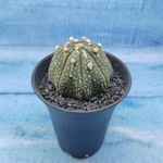 Astrophytum Asterias (Астрофитум)