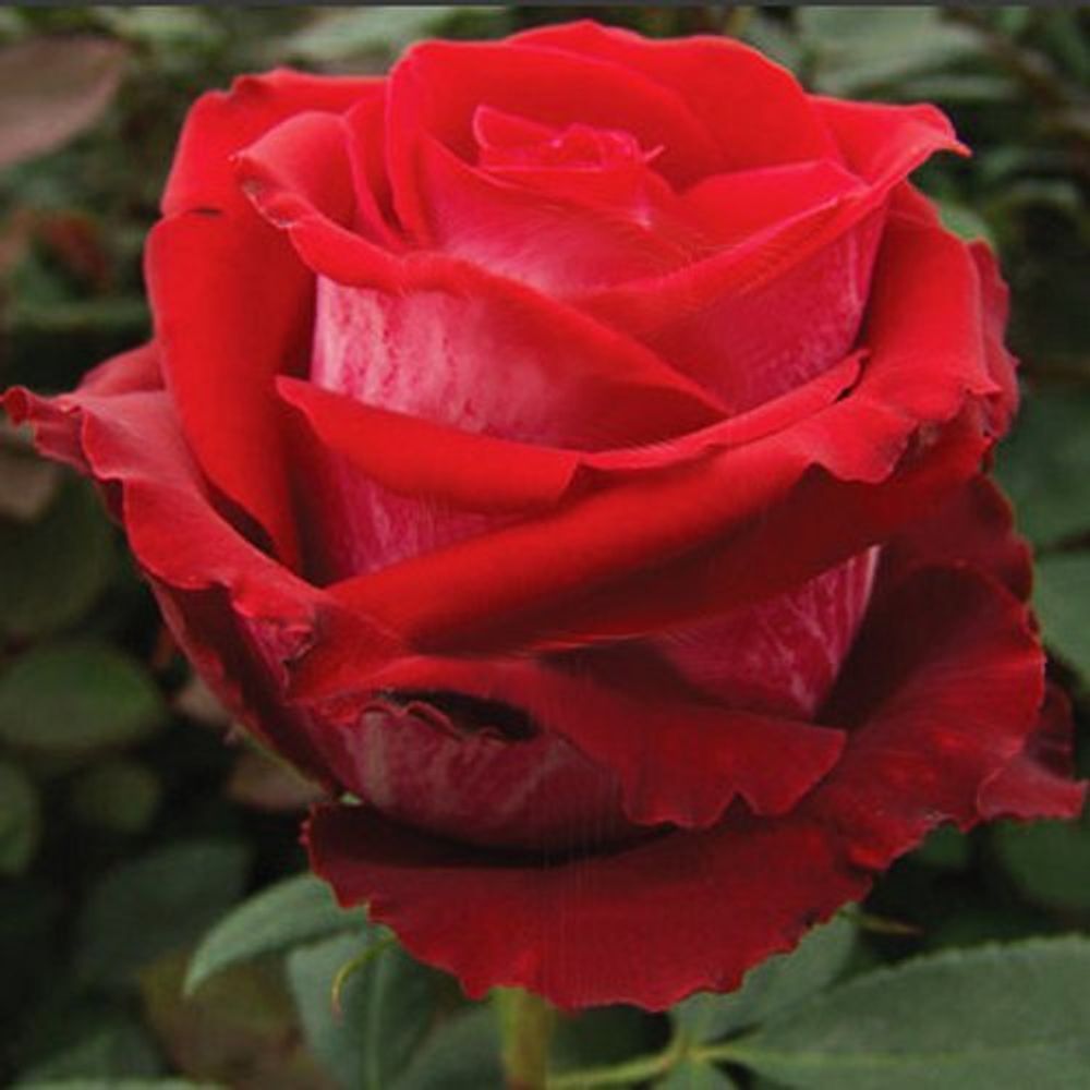 Роза чайно-гибридная Гошпель С4