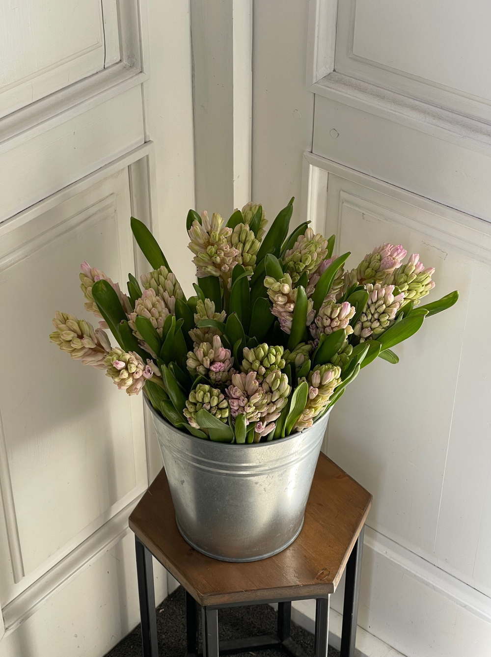 Гиацинт в розовом оттенке