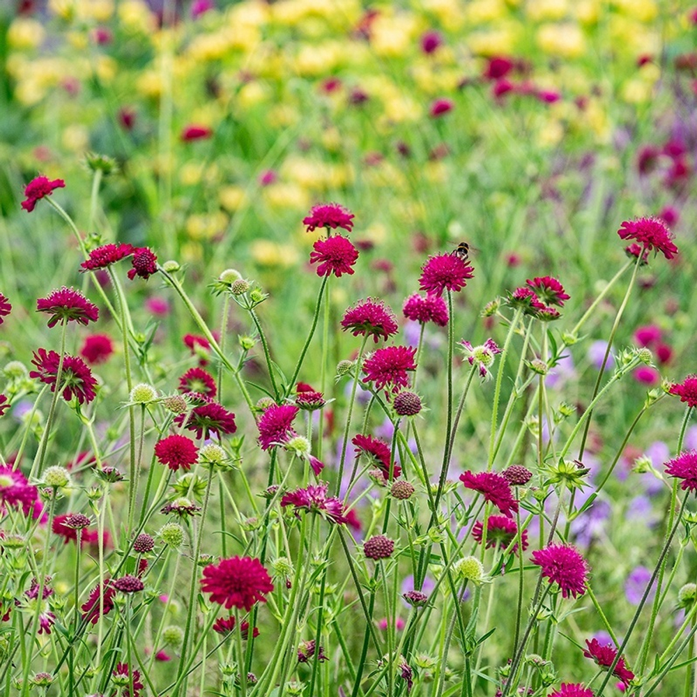 Короставник македонский. Knautia macedonica.
