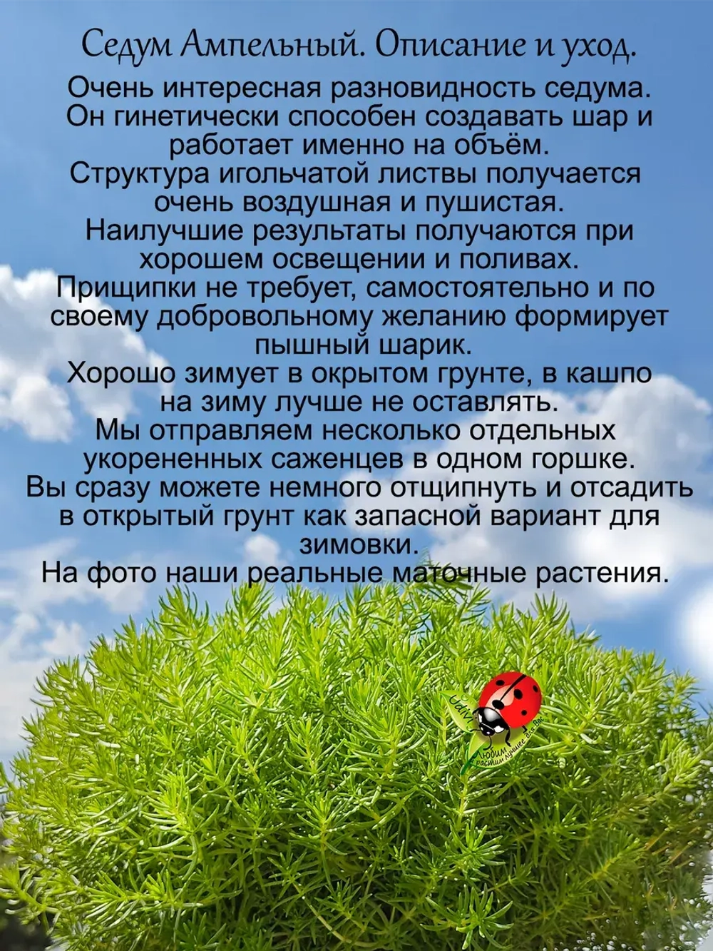 Седум Ампельный многолетний очиток