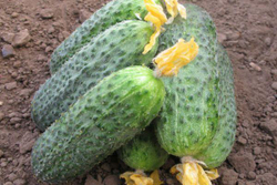 Огурец Беттина F1 7шт Мировые Семена VITA GREEN