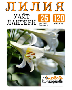 Лилия Луковица, Уайт Лантерн, восточный гибрид, 1 шт