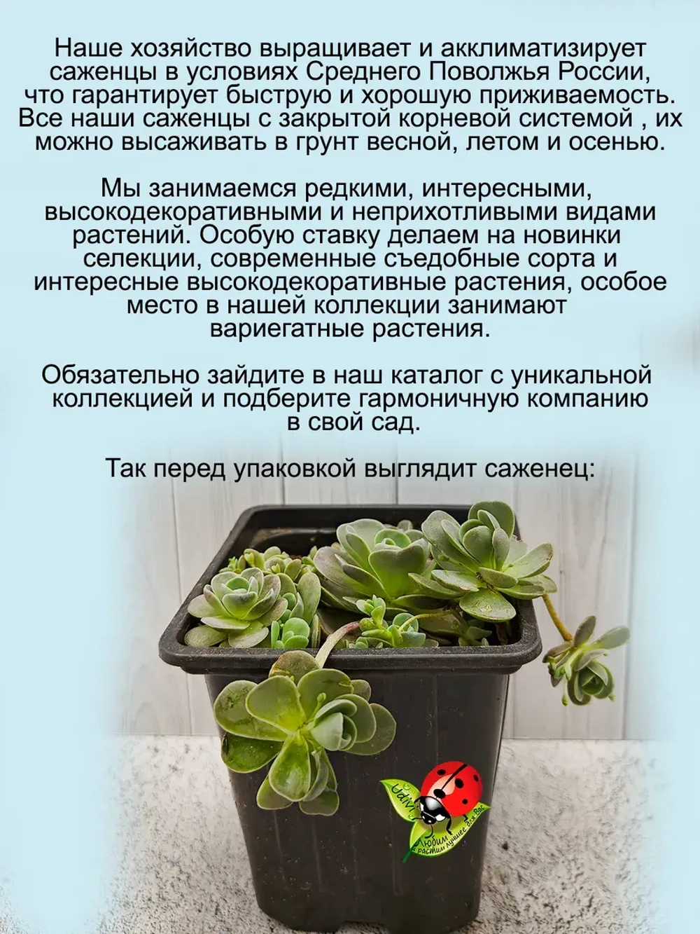 Горноколосник мягколистный многолетний