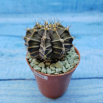 Gymnocalycium Friedrichii (Гимнокалициум)