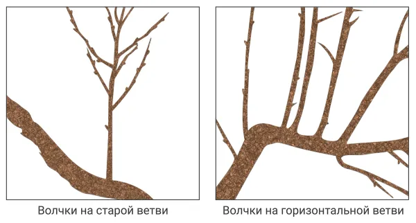 Летняя обрезка плодовых деревьев: как правильно удалять волчки и загущающие ветви