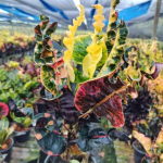 Кротон MILLIONAIRE – PHAN SEDTHEE (V87)