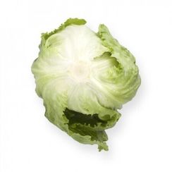 ПЛАТИНАС семена салата айсберг (Rijk Zwaan | Alexagro)