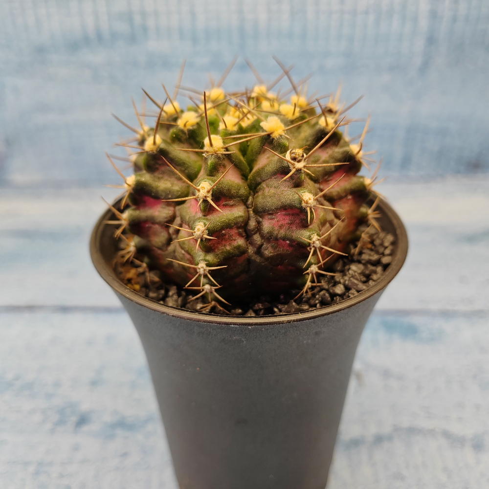 Gymnocalycium T-Rex Pink hybride (Гимнокалициум T-rex)