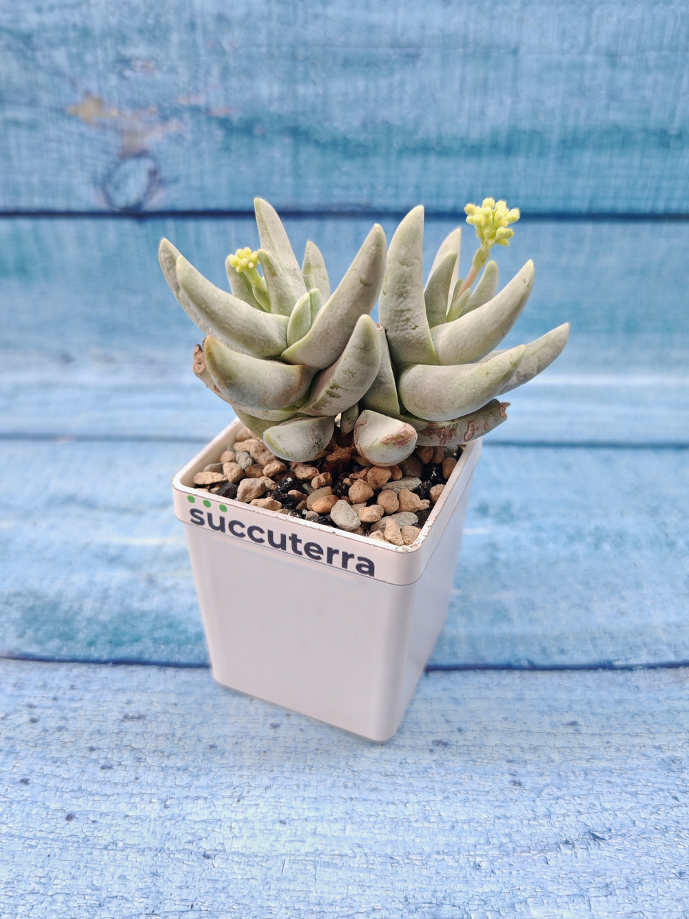 Crassula Cornuta (Крассула)
