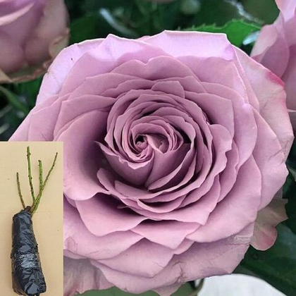 Роза Дансинг Клоди чайно-гибридная саженец с ОКС.