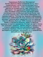 Молодило Пушистое Вишневое каменная роза