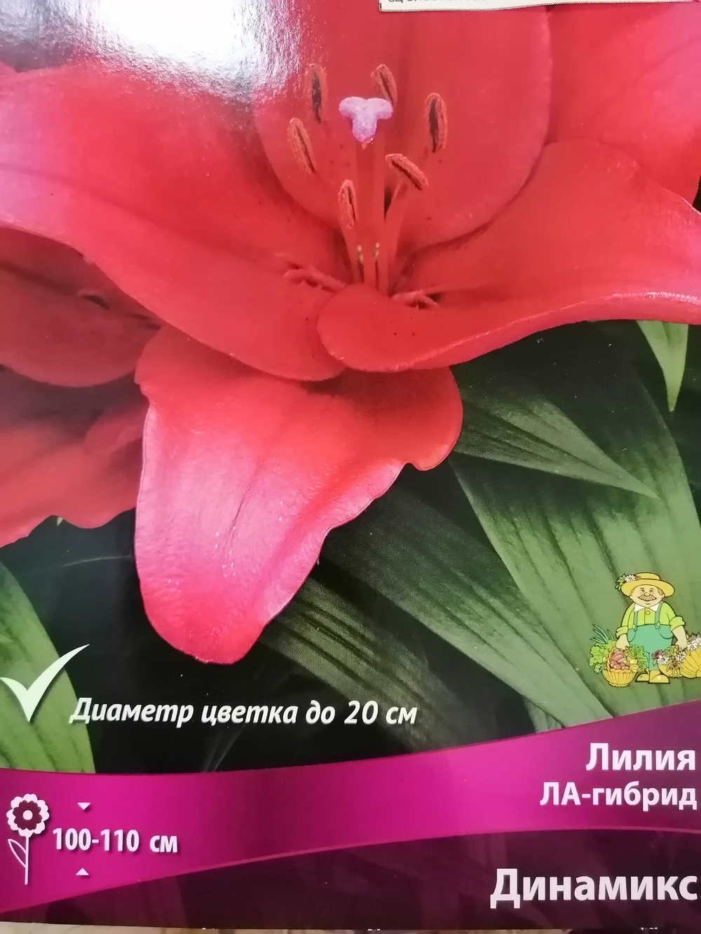 Луковица Лилия ЛА-гибрид Динамикс 2шт