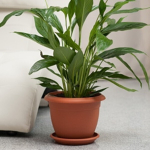 ГОРШОК Терра + поддон 2,3 л., Терракотовый (пластиковый)