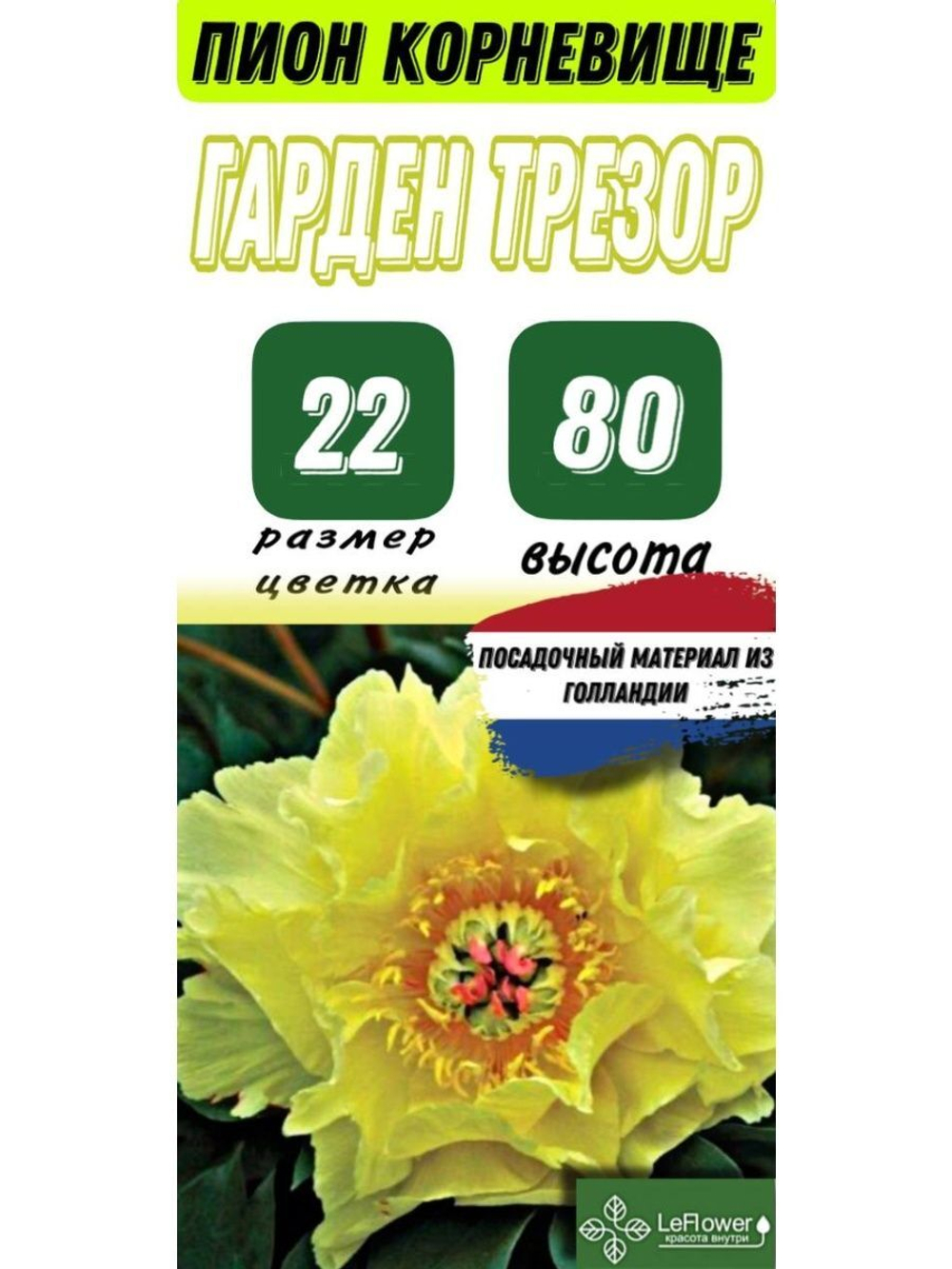 Пион Корневище, Гарден Треже, 1шт