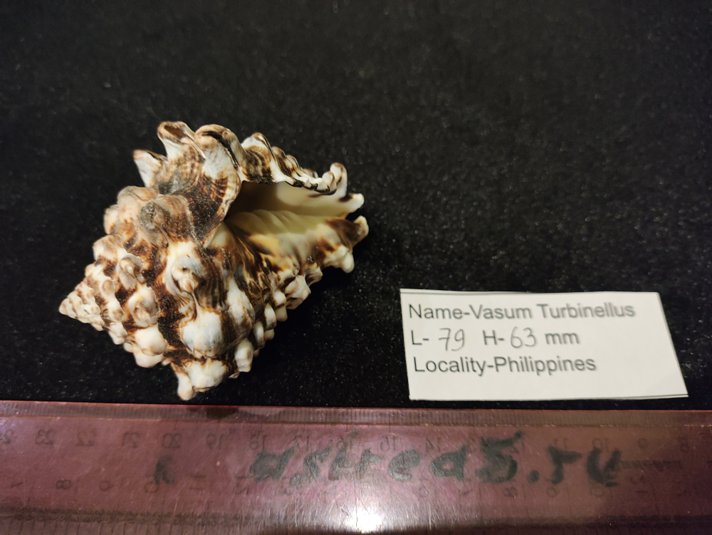 Вазум Турбинеллус "60-75-90мм"