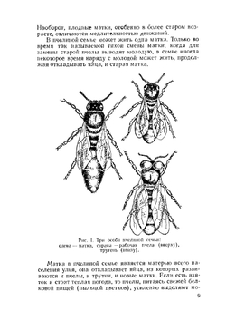 Пчеловодство в Пермской области | П.С. Щербина