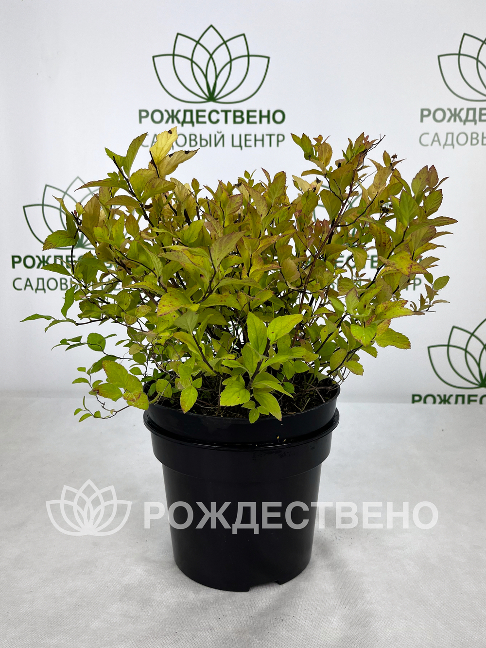 Спирея японская Голден Принцесс