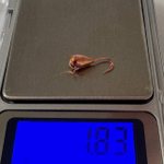 Мормышки капля вольфрамовые №5 1,83 гр . 1.5мм ( набор 10 штук) цена указана за 1 шту