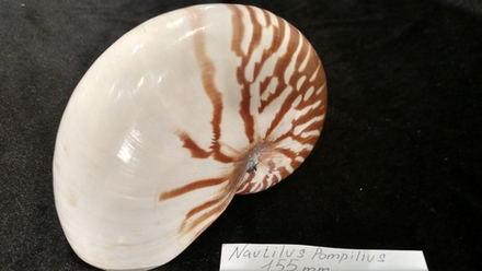 Наутилус Помпилиус 125-190 мм