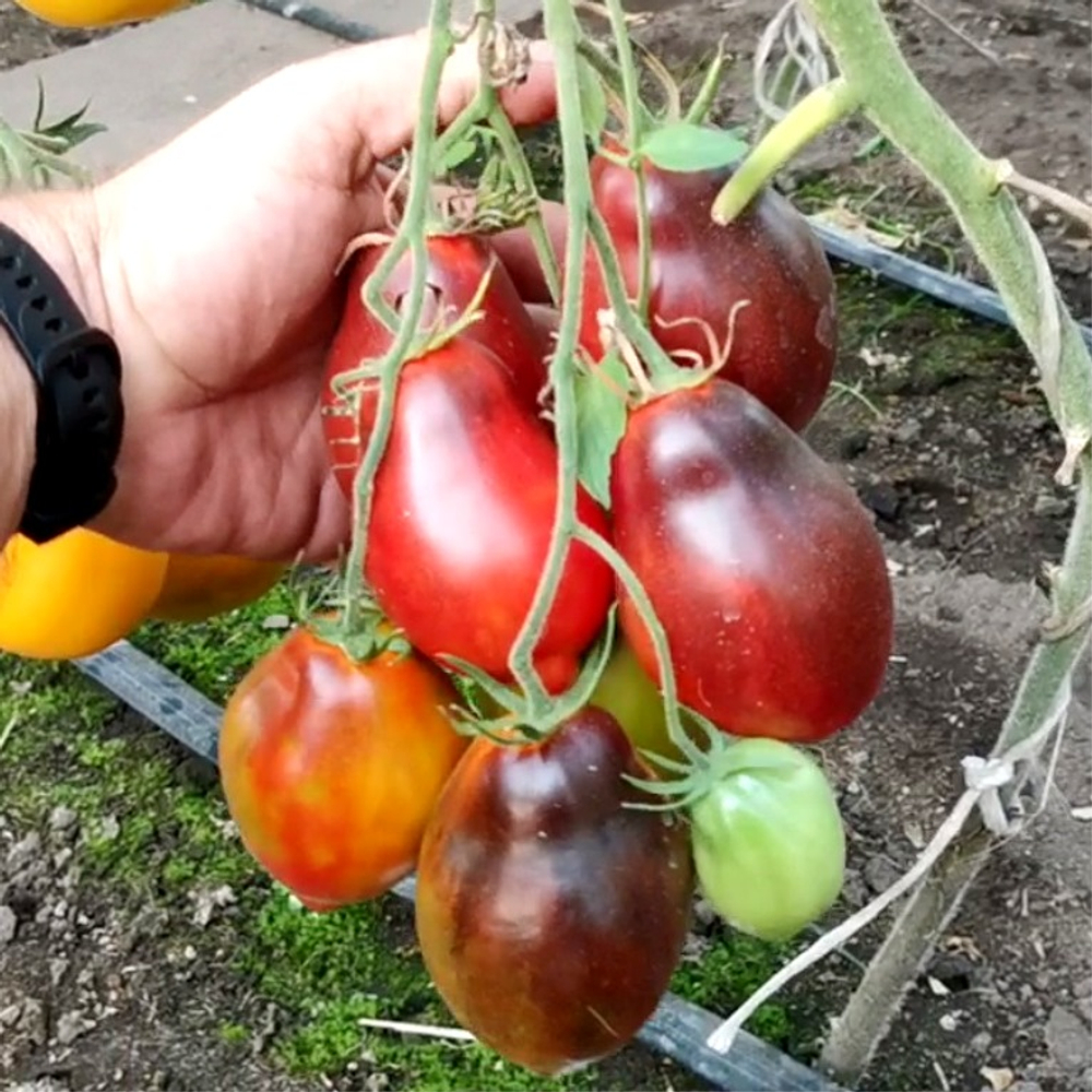 Помидоры - Бронзовое Сердце Сержанта Пеппера