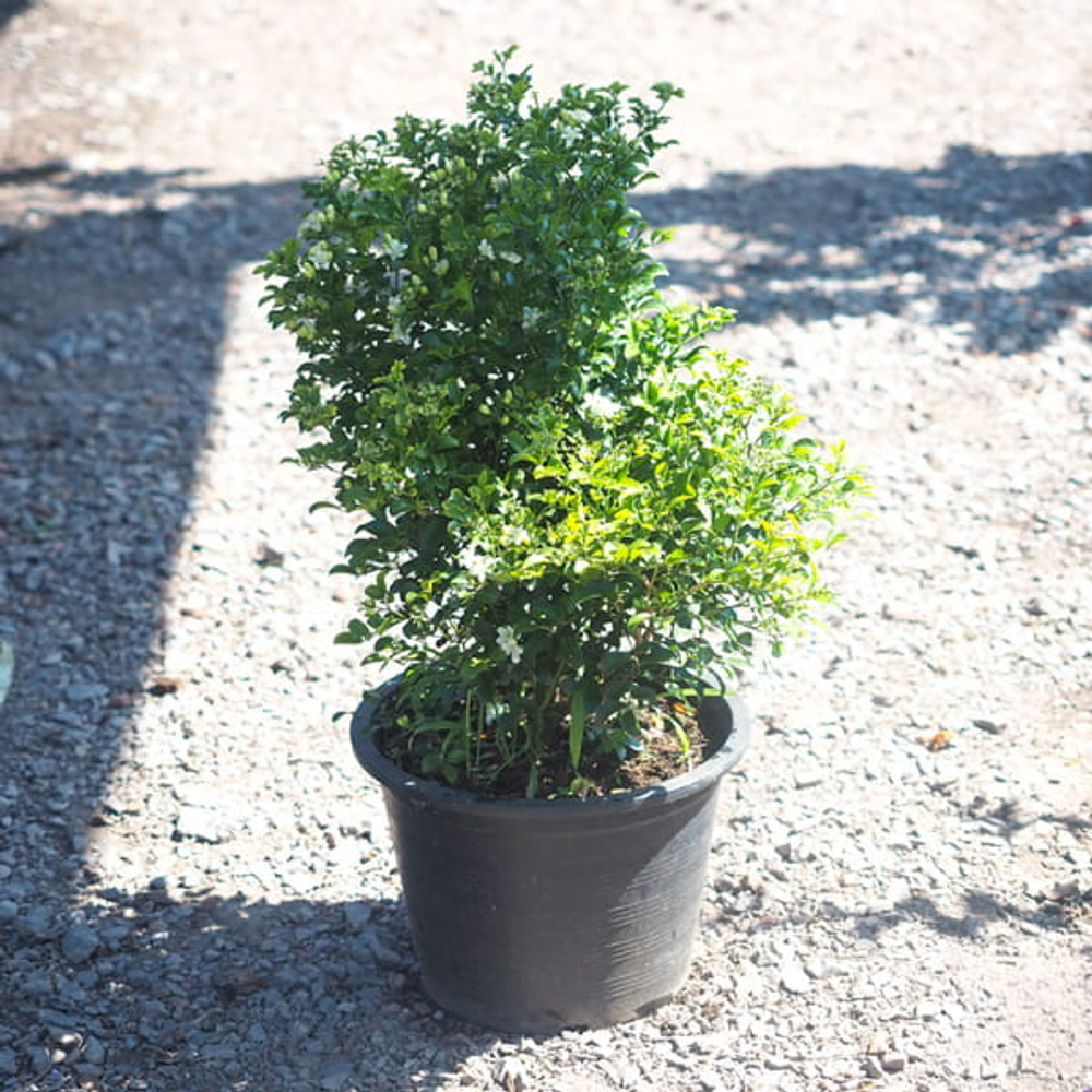 Муррайя метельчатая карликовая – Murraya Paniculata Dwarf